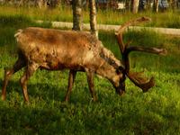 Saariselkä - mit Rentier