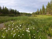 Saariselkä - Wiese mit Wollgras