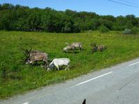 Rentiere unterwegs in Finnland