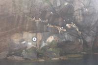 Vogelkolonie in Nusfjord