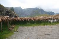 Stockfisch und Fischköpfe gibt es hier überall