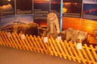 Im Polarkreiszentrum sind die Tiere des Nordlands ausgestellt