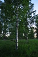 Mittsommernacht in Oulu