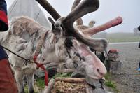 Sami Nils mit seinem Rentier