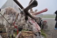 Sami Nils mit seinem Rentier