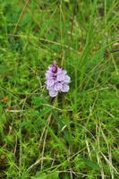 Orchideenwiese in Å i Lofoten