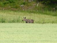 Elch-Sichtung vor Stockholm