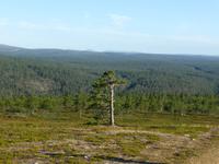 Blick vom Kaunispää auf die Landschaft bei Saariselkä