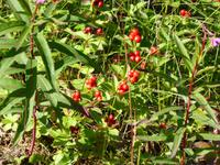 Skrubbaer (Schwedischer Hartriegel)