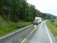 Elchsichtung vor Dombas