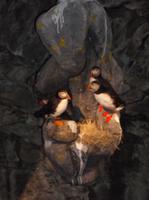 Die Tierwelt am Nordkap