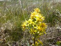 Wanderung zum Synesvarden - Gelbe Moorlilie