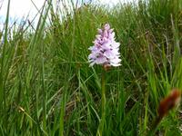 Wanderung zum Synesvarden - Geflecktes Knabenkraut