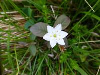 Ulriken - Fløyen - Siebenstern I