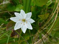 Ulriken - Fløyen - Siebenstern II