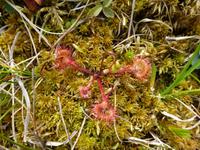 Husedalen - Sonnentau