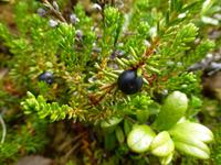 Husedalen - Krähenbeere