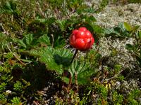 Husedalen - Moltebeere