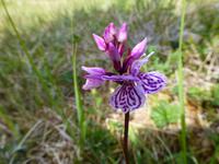 Husedalen - Streifblättriges Knabenkraut