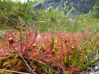 Husedalen - Sonnentau