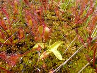 Husedalen - Sonnentau und Echtes Fettkraut