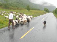 auch Schafe sind unterwegs
