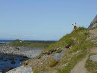 Küstenwanderung bei Eggum