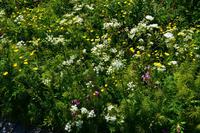 130 Nordische Sommerwiese