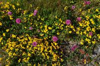 225 Lofoten, Blumenwiese