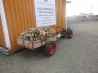 Letzter Stopp auf den südlichen Lofoten: Fischerdörfchen Sarisøya