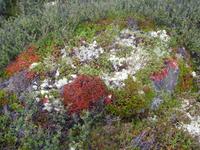Flechten auf dem Dovrefjell