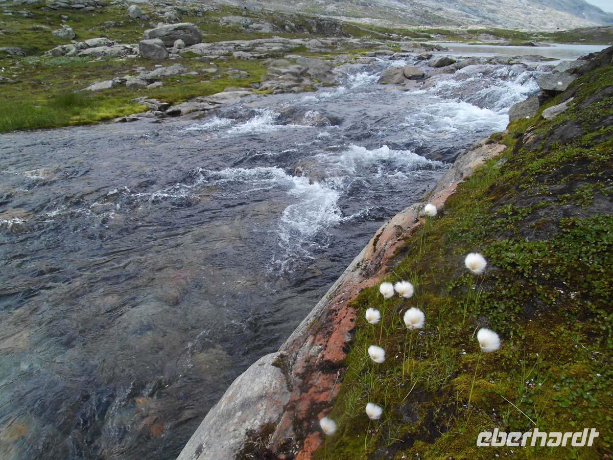 Wollgras beim Breidalsvatn