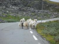 Schafe auf dem Sognefjell