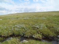Auf der Hardangervidda