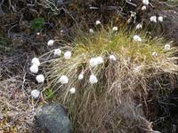 Wollgras in Norwegen