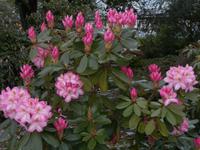 Molde-Stadt der Rosen