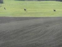 Drei Elche bei Elveseter