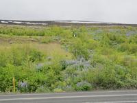 Am Eyjafjord