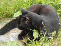 Auch in Bergen gibt es schöne Katzen