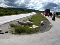 Auf dem Dovrefjell