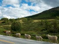 Auf dem Dovrefjell