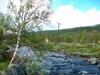 Auf dem Dovrefjell