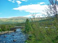 Auf dem Dovrefjell