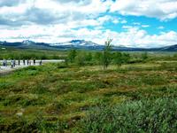 Auf dem Dovrefjell