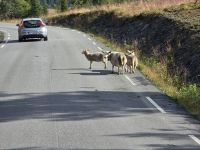 Auf der Fahrt zum Mjölkevegen