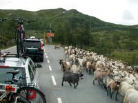 Auf der Hardangervidda