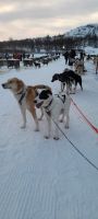 Ausflug zu den Huskys 