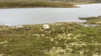 Ausflug zum Nordkap - wir sehen einige Rentiere