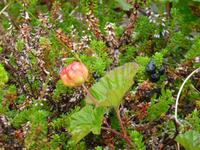 Beeren
