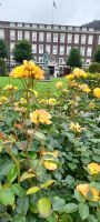 Bergen Blumenpracht